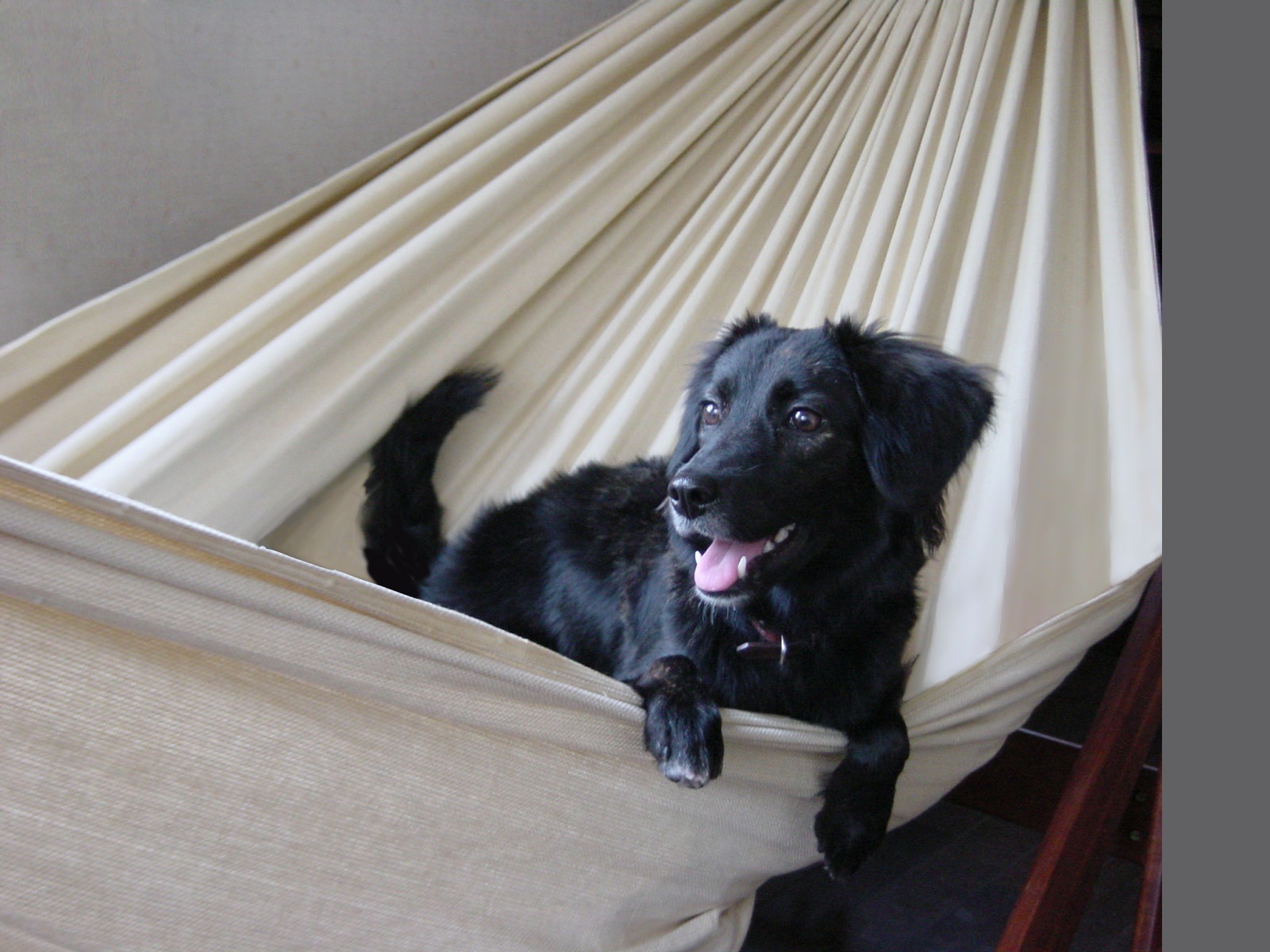 ハンモックでくつろぐ愛犬